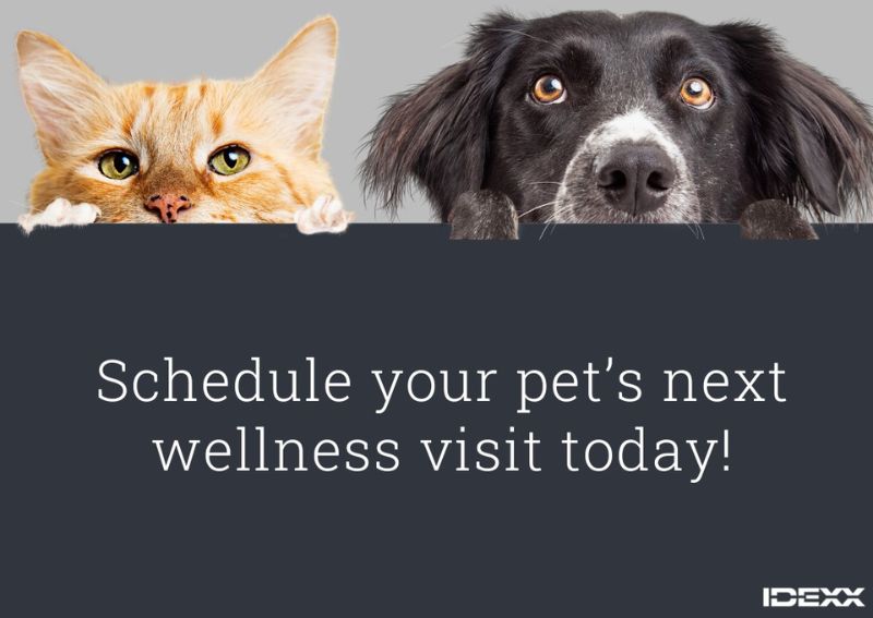 Carousel Slide 3: Schedule your pet's wellness visit >